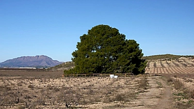 El Pino de las Águilas: el pino carrasco más antiguo y grande del mundo, en el Cajitán de Mula (Murcia)